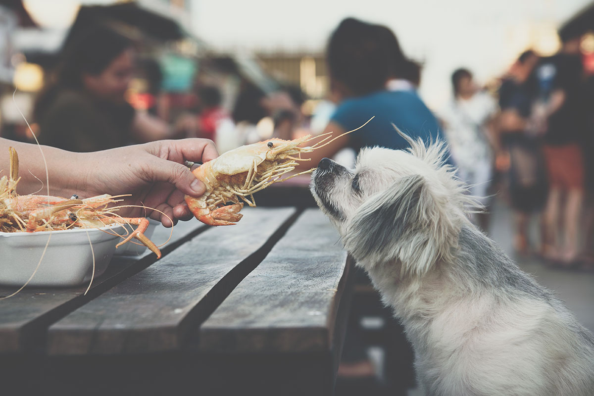 New study explores opportunity for shrimp and squid byproducts in dog food